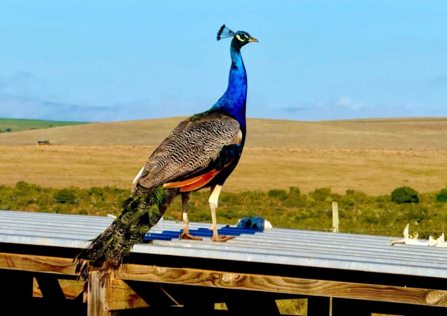 4 Bedroom Property for Sale in Mossel Bay Rural Western Cape